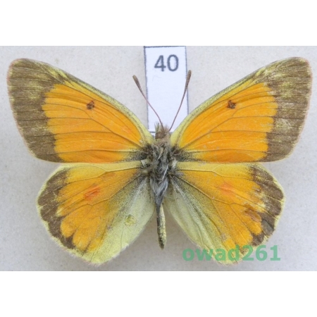 Colias staudingeri Alpheraky, 1881 male Kyrgyzstan40